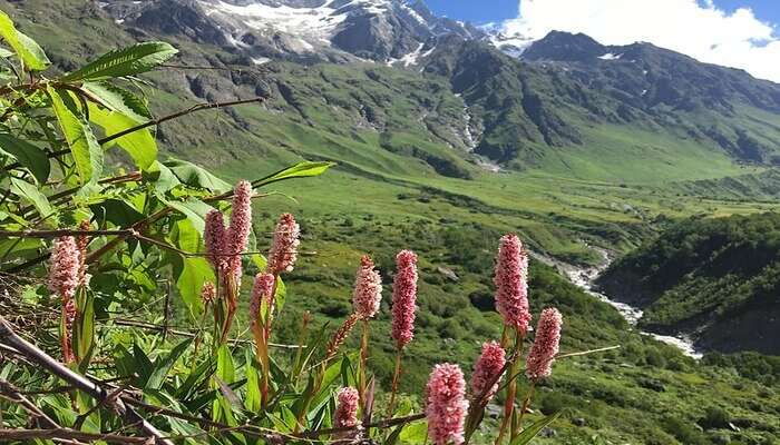 Hemkund And Valley of Flowers