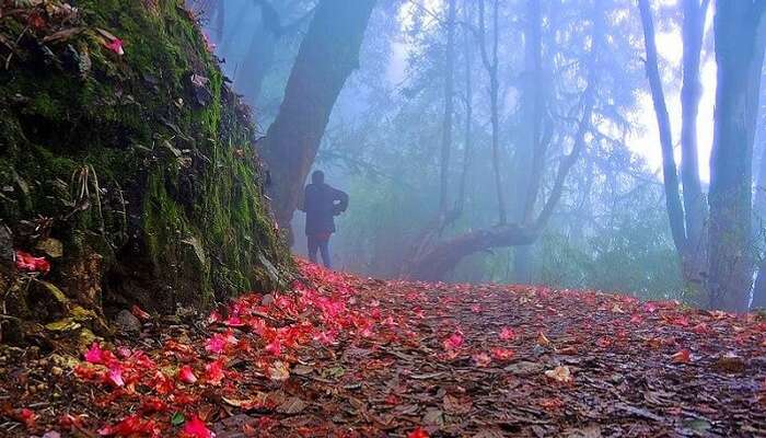 nature trails