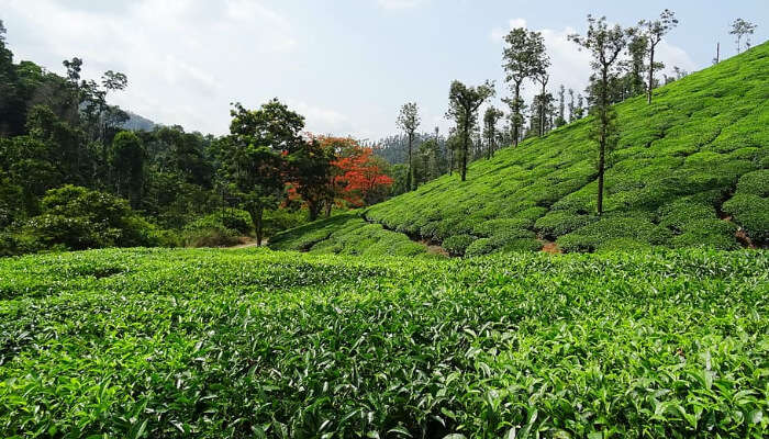 Coffee Plantations of Chikmagalur