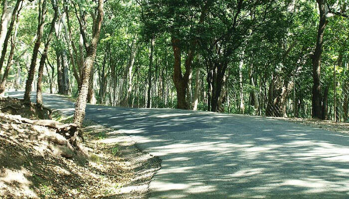 Marayoor Sandstone Forest