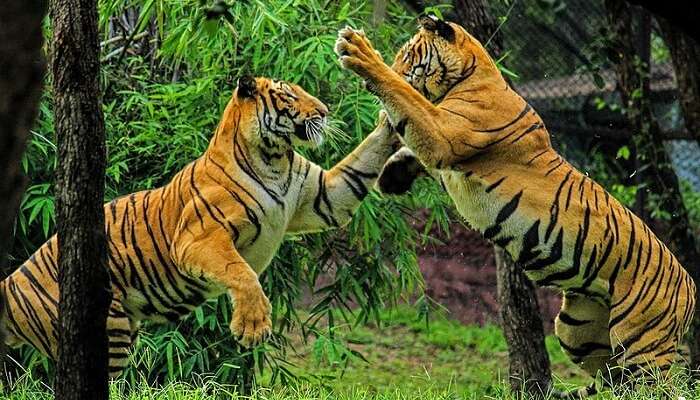 showing tigers fight in the pic