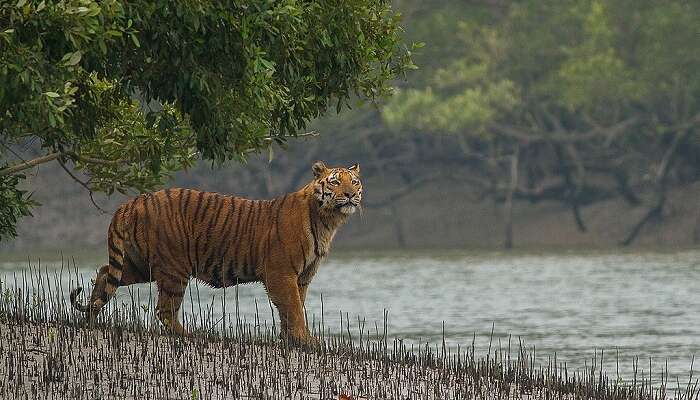  charming tiger reserve in West Bengal