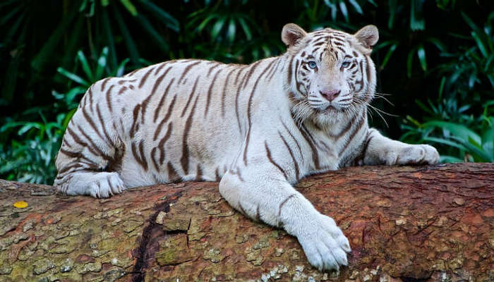 A White Tiger