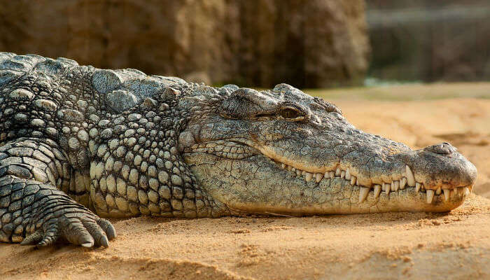 A Crocodile