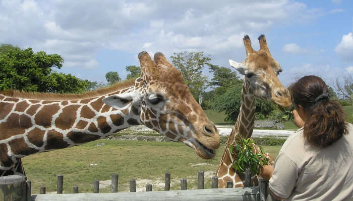 Giraffe in a Zoo