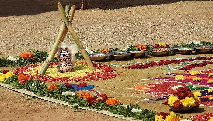 festival in Pongal