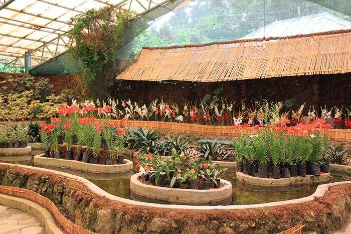 Beautiful flower display at Flower Exhibition Centre in Gangtok