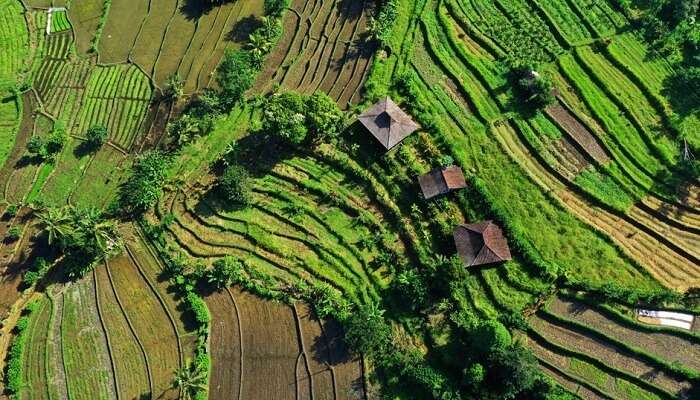 Rice terraces at Sidemen Valley