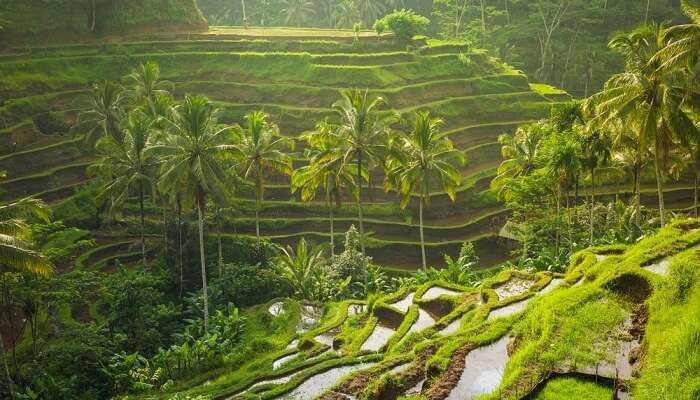 Rice terraces in Tegallalang