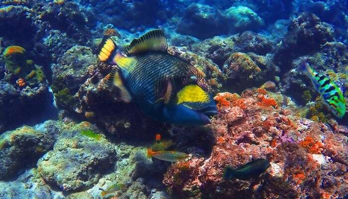 Snorkeling in Amed