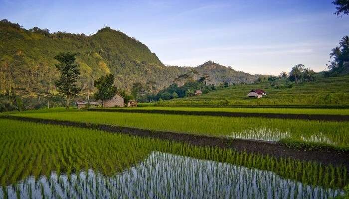 Sidemen Bali Rice Field