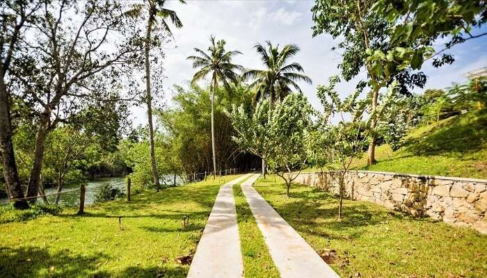 Lush green walkway at Mekosha Resort