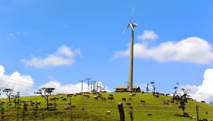 Ambewala Farm is one of the highly frequented places to visit in Nuwara eliya