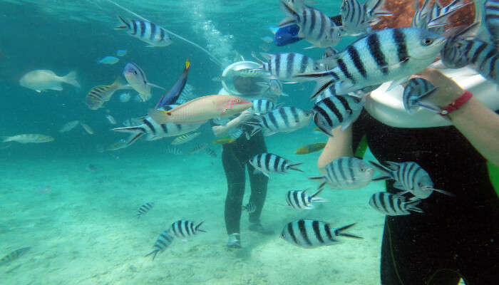 Bali Seawalker