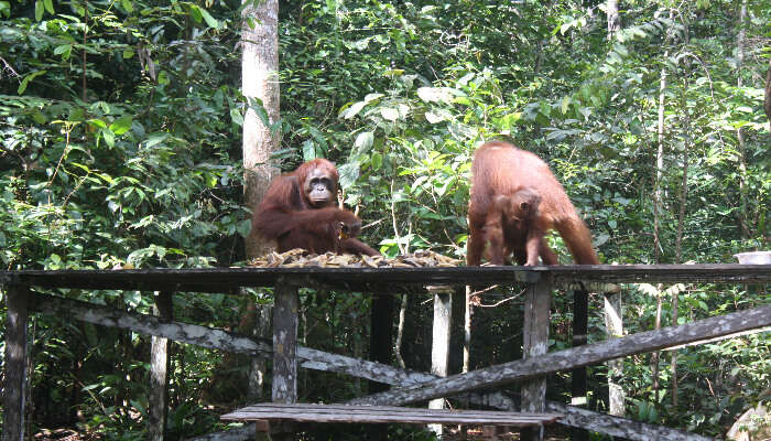 Bali Zoo