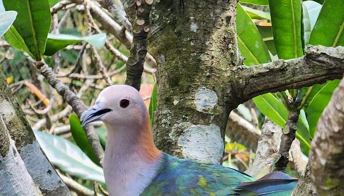 Bird Paradise, Singapore tourist attractions