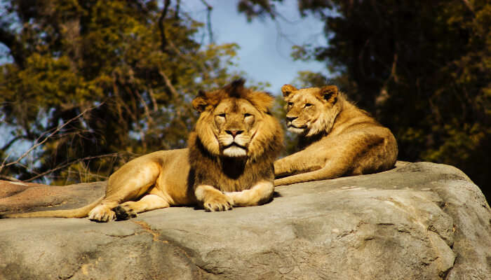 Breakfast with the Lions