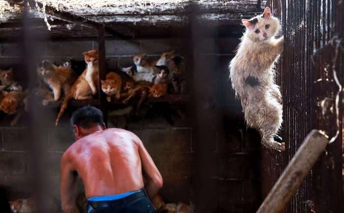The cat eating festival must be banned