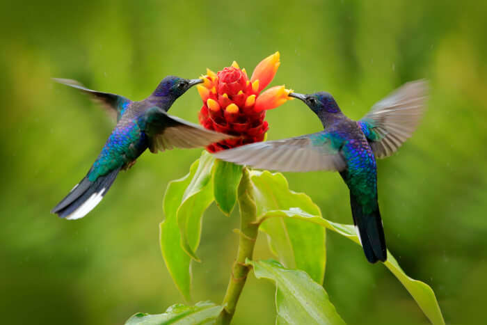 Chamberlain Bird Sanctuary