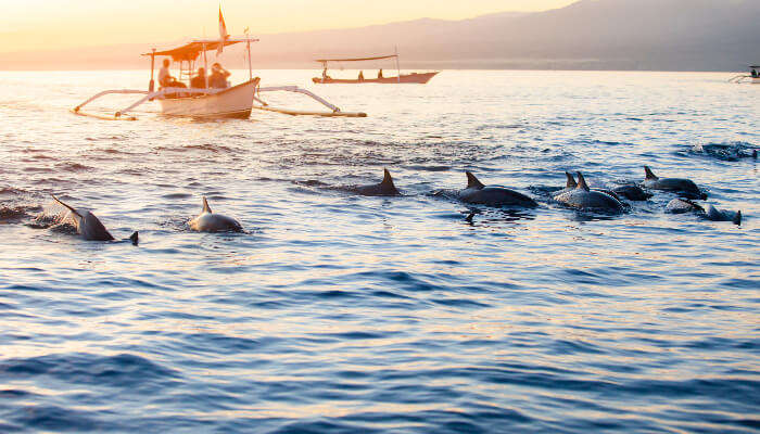 Dolphin watching at Lovina