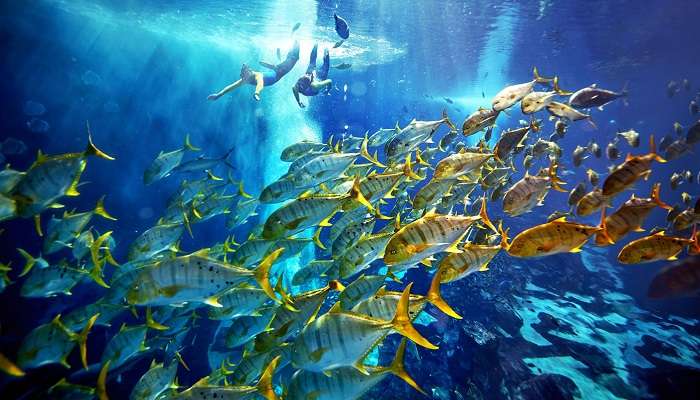 Ambassador Lagoon Ultimate Snorkel Couple With Fish in the Aquarium