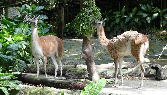 Singapore Zoo, one of the Singapore tourist attractions