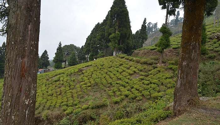 Visit tea estate in Darjeeling 