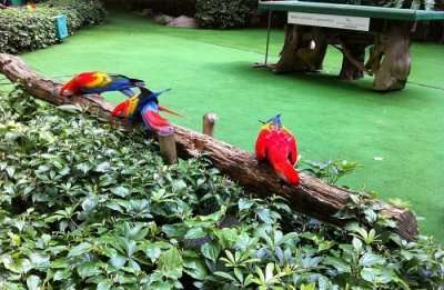 Jurong Bird Park View