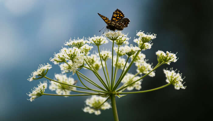 Kemenuh Butterfly Park