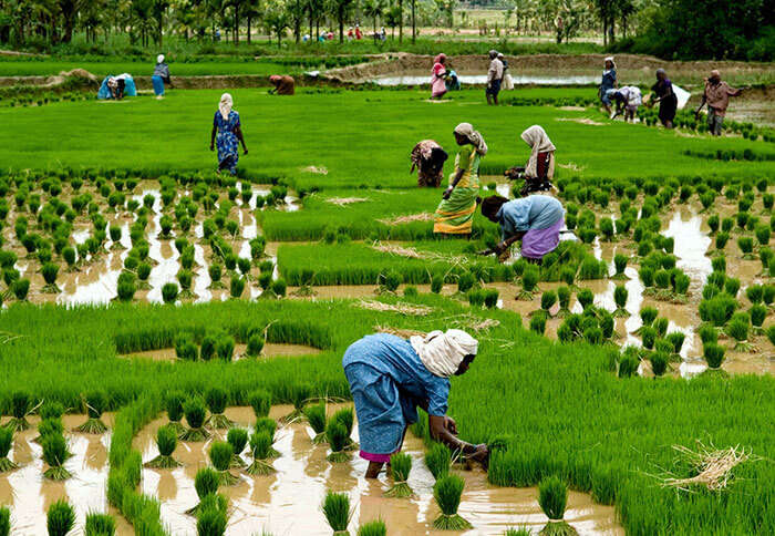 Women working in a paddy field in the village of Kuttanad in Alleppey