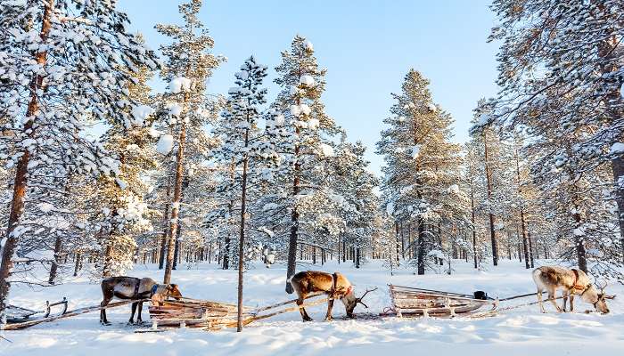 Lapland is one of the most fun and interesting places to visit in February in world