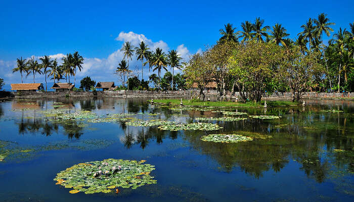 Lotus ponds in Candidasa