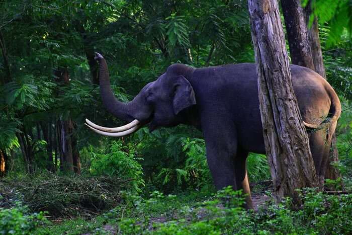 The sanctuary to spot elephants