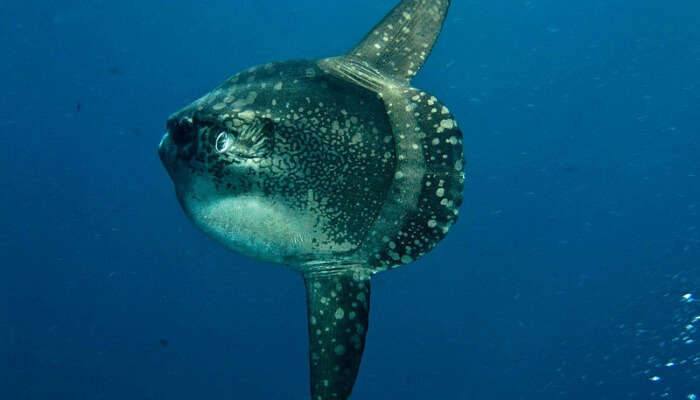 Nusa Lembongan