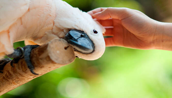 Petting Animals