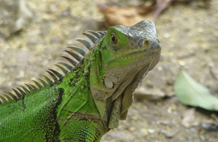Reptile View