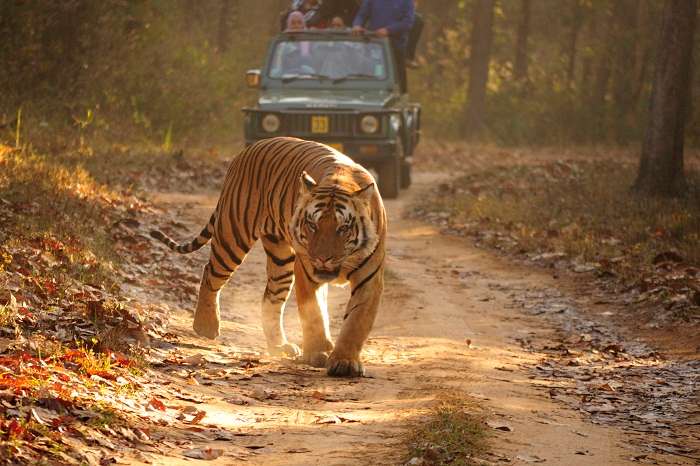 Tourists spot a Royal Bengal Tiger during their jeep safari through the Kanha National Park