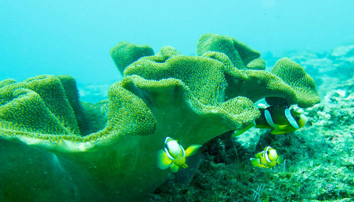 Snorkeling in Candidasa