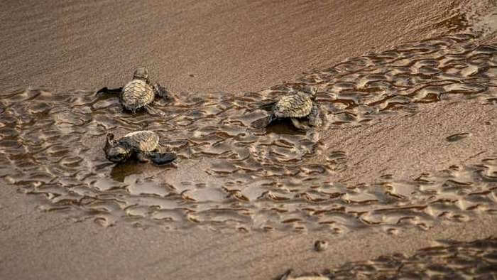Turtles hatching eggs in Velas are major attraction during winters