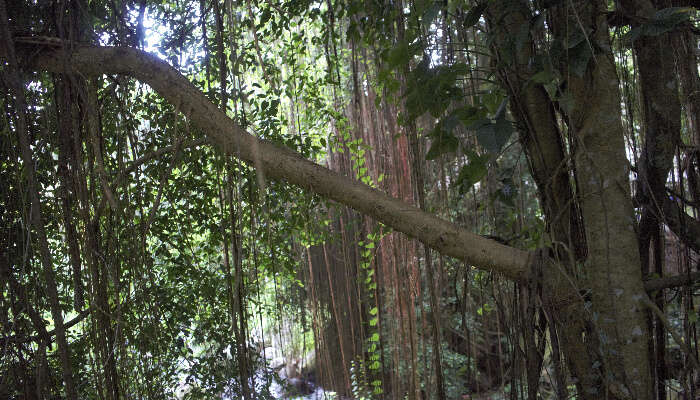 Walking trail near Pura Gunung Kawi