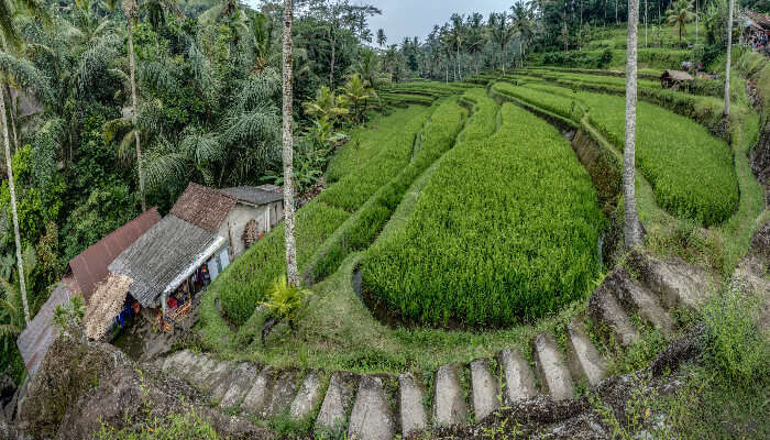 Way to Pura Gunung Kawi