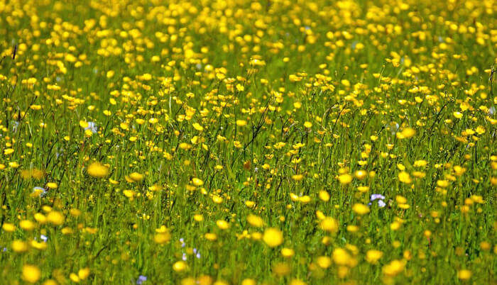 marigold fields