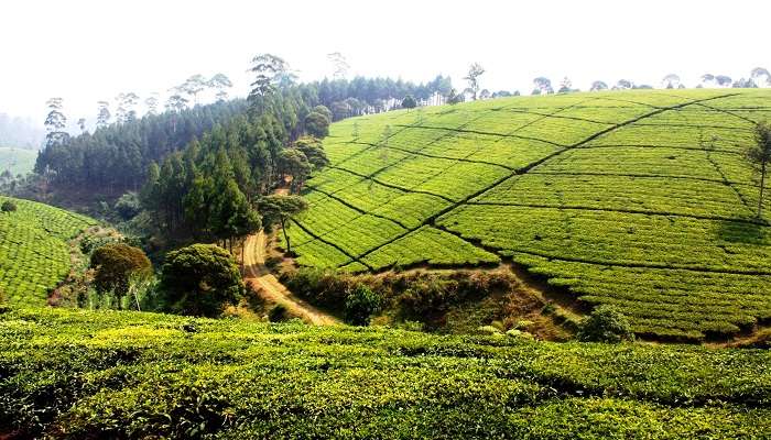 Tea Plantations are one of the top places to visit in Nuwara Eliya