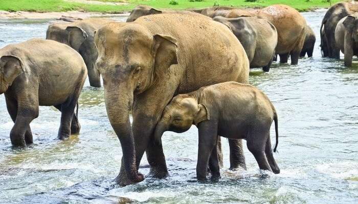 Pinnawala Elephant Orphanage is one of the top places to visit in Kandy