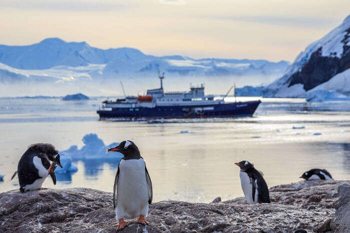 All That You Need To Know About Trips To Antarctica