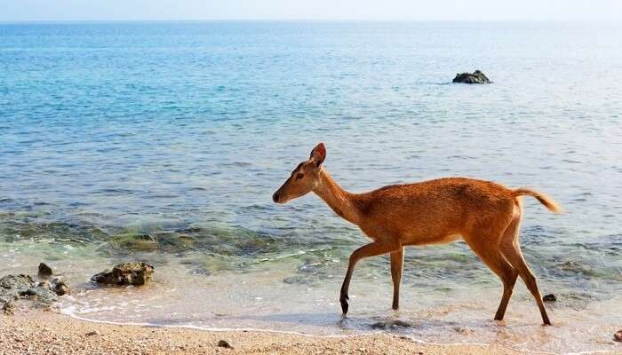 Young fawn of Javan Rusa on beach of Bali west national park and Menjangan ( deer island ) - popular travel destination for scuba diving safari, snorkeling adventure tour, animals sighting trekking.