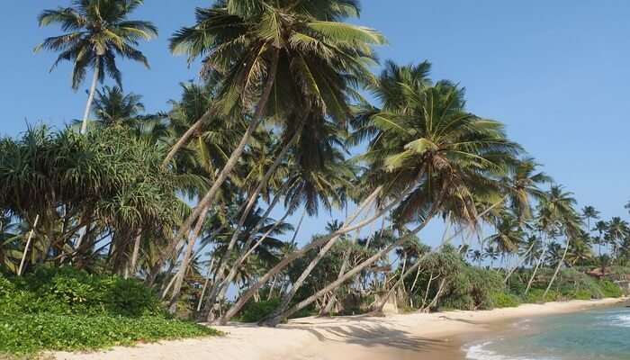 Midigama beach