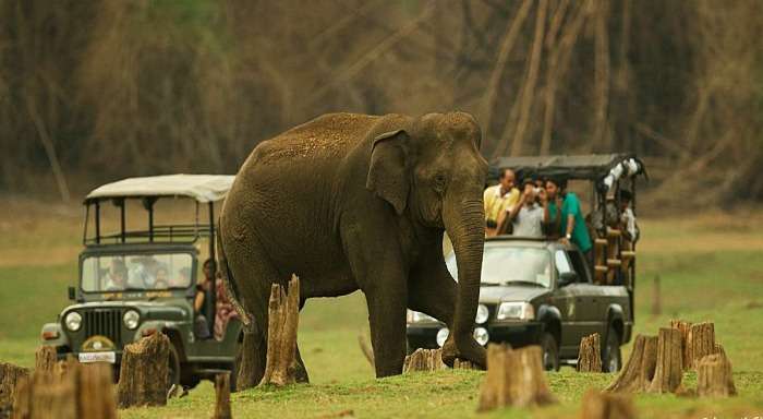 Get close to animals at the Nagarhole National Park, Coorg
