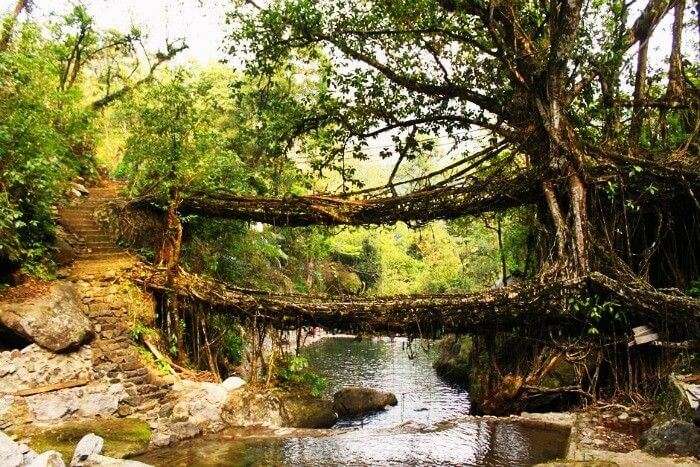 Root bridges in wettest Cherrapunji, Maghalaya