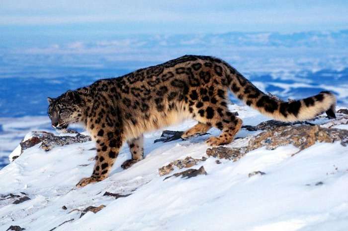 Snow leopard at Hemis National Park Jammu, Kashmir